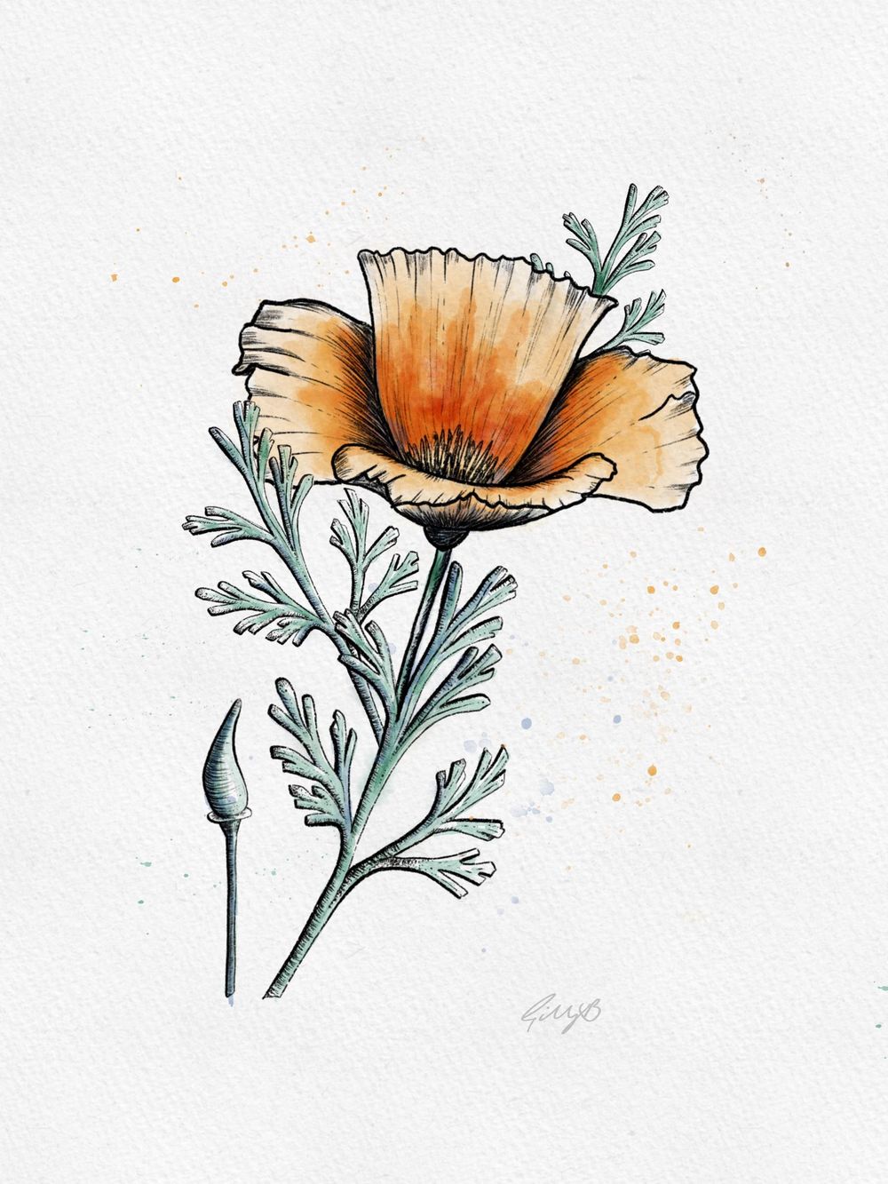 Gill's Poppy - image 3 - student project
