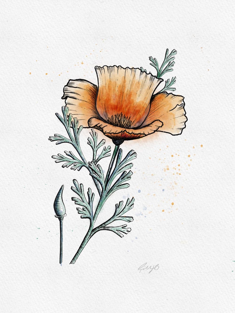Gill's Poppy - image 2 - student project