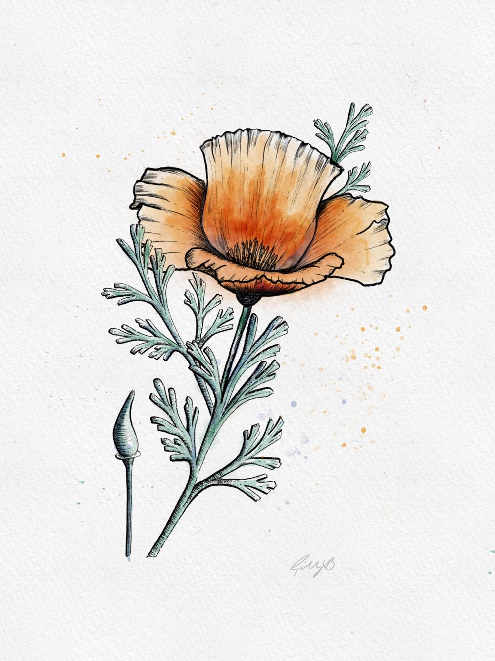 Gill's Poppy - image 1 - student project
