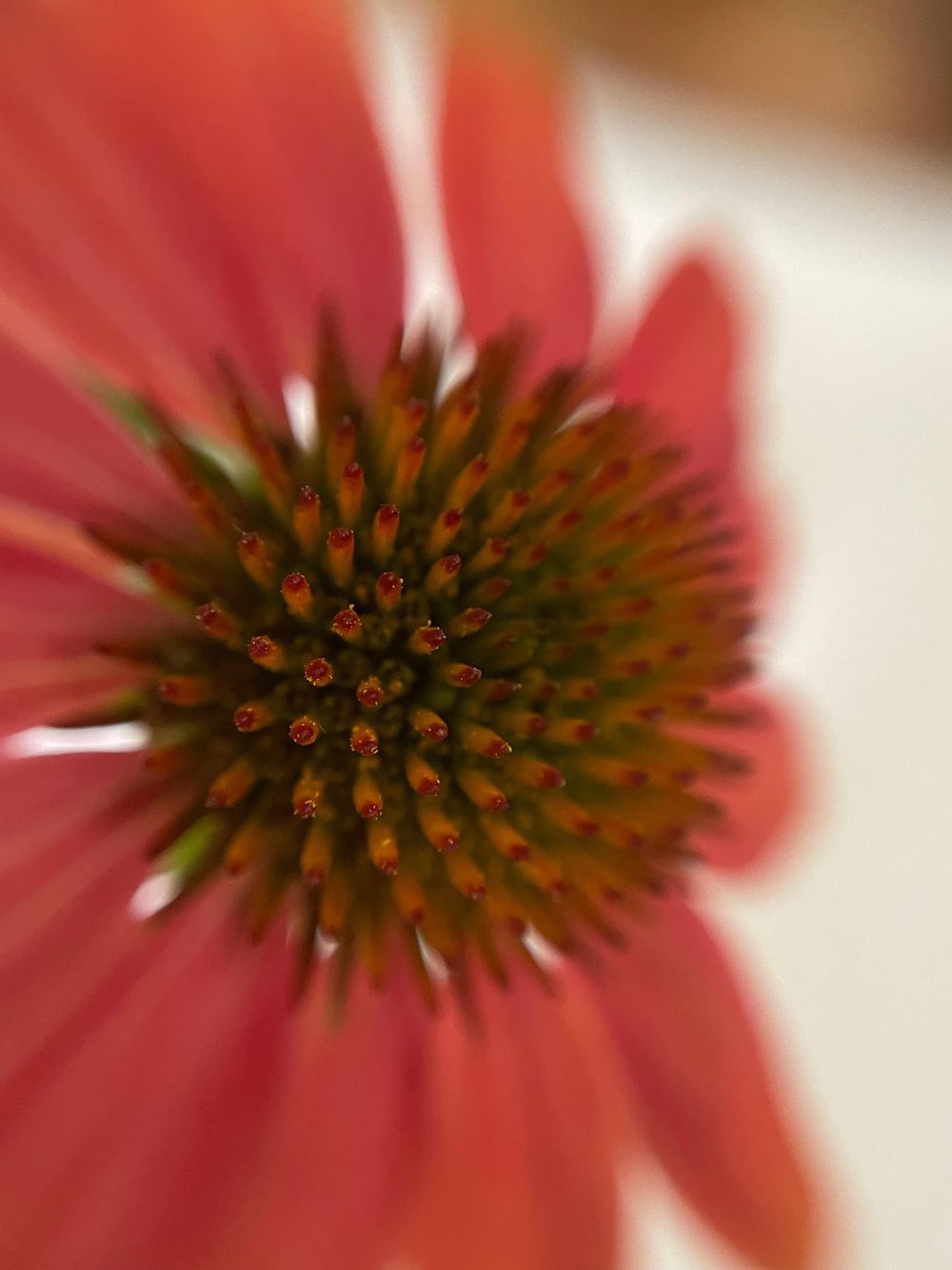 Macro Study - image 2 - student project