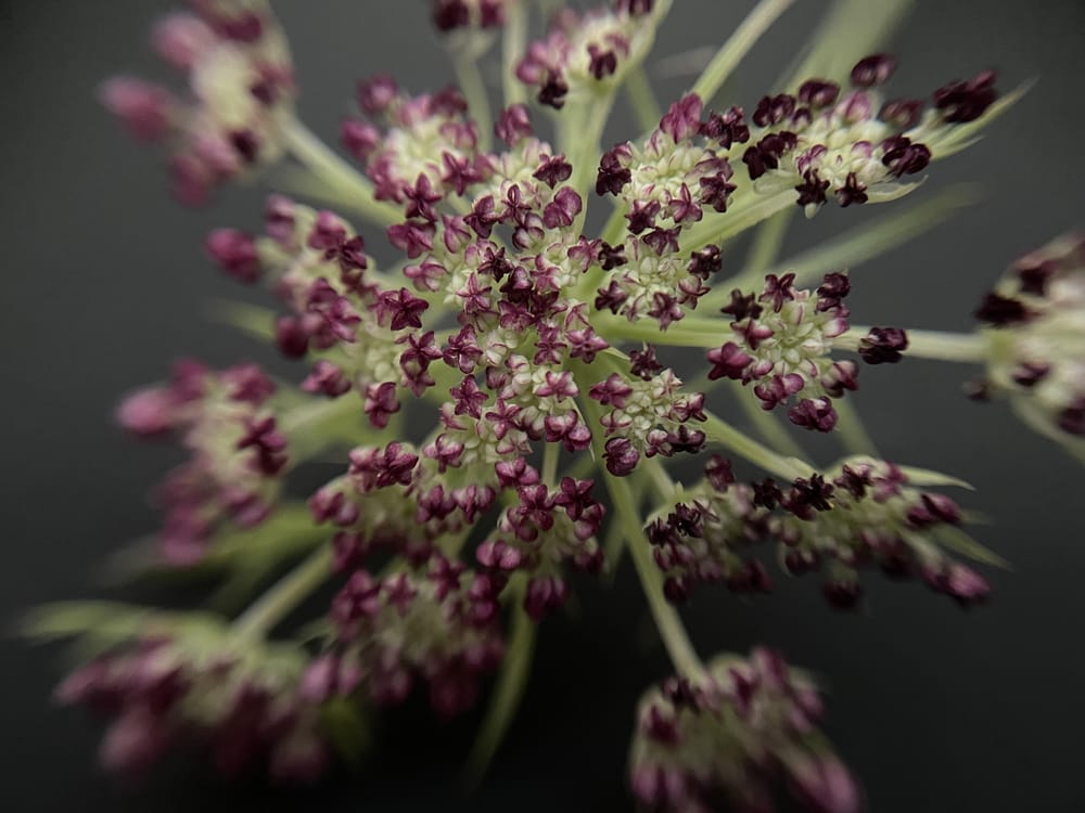 Macro Study - image 1 - student project