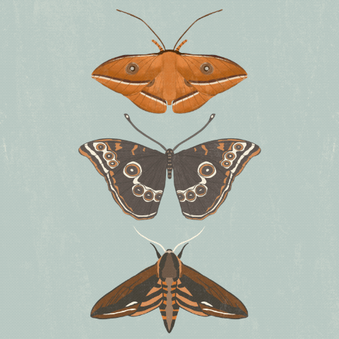 Moths and Bugs - image 1 - student project