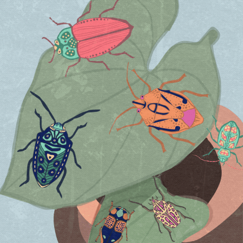Moths and Bugs - image 3 - student project