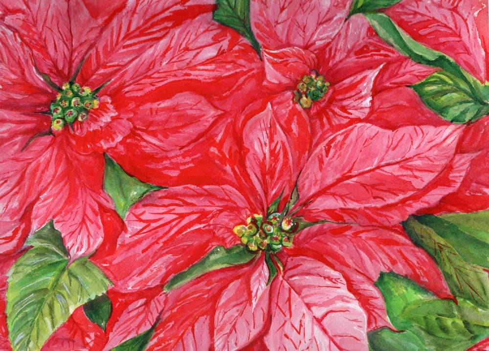 Poinsettia Redo after taking Watercolor Holiday Florals - image 1 - student project