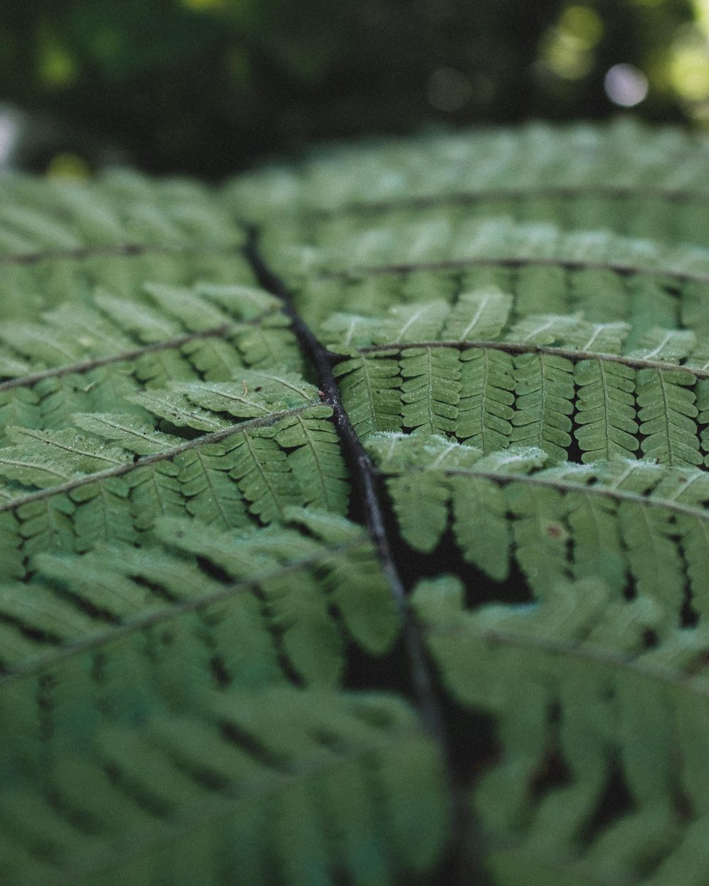Monteverde - image 3 - student project