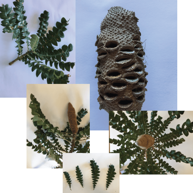 Australian Bush Florals - image 8 - student project