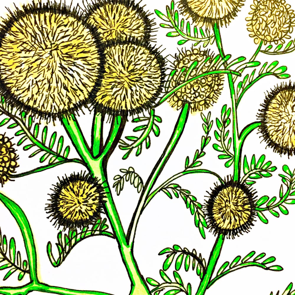 Australian Bush Florals - image 4 - student project