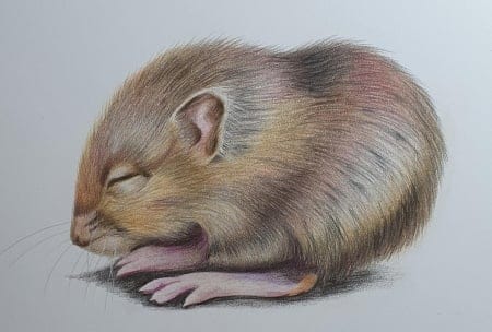 little rat - image 1 - student project