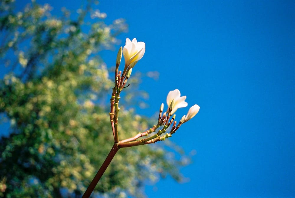 My 35mm Film Project - image 3 - student project
