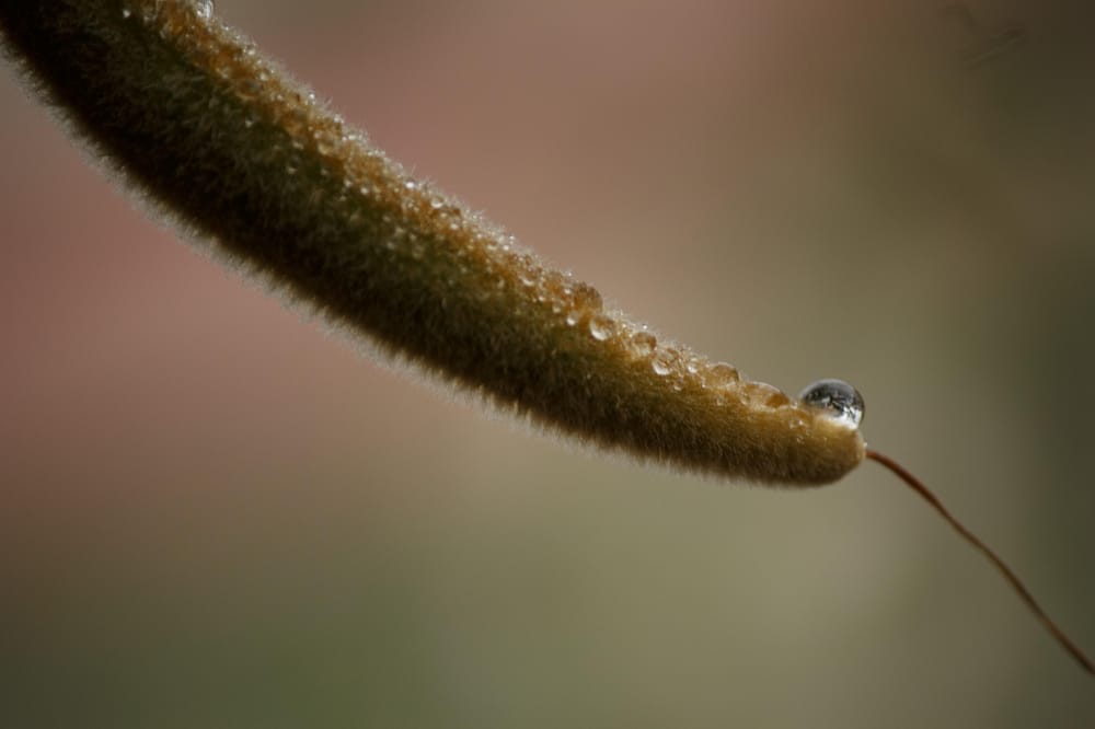 Bokeh and Blurred background - image 1 - student project