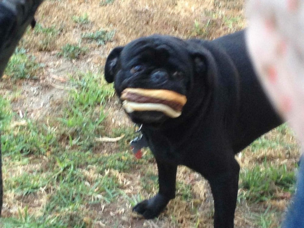 Hungry little puppy - image 5 - student project