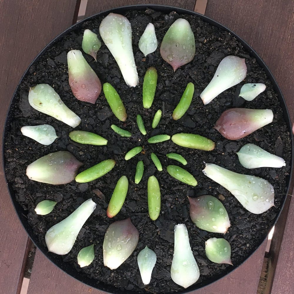 Sample project - growing succulents from leaves - image 2 - student project
