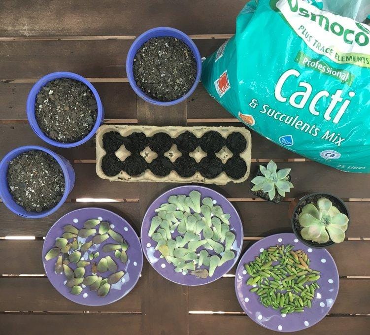 Sample project - growing succulents from leaves - image 1 - student project