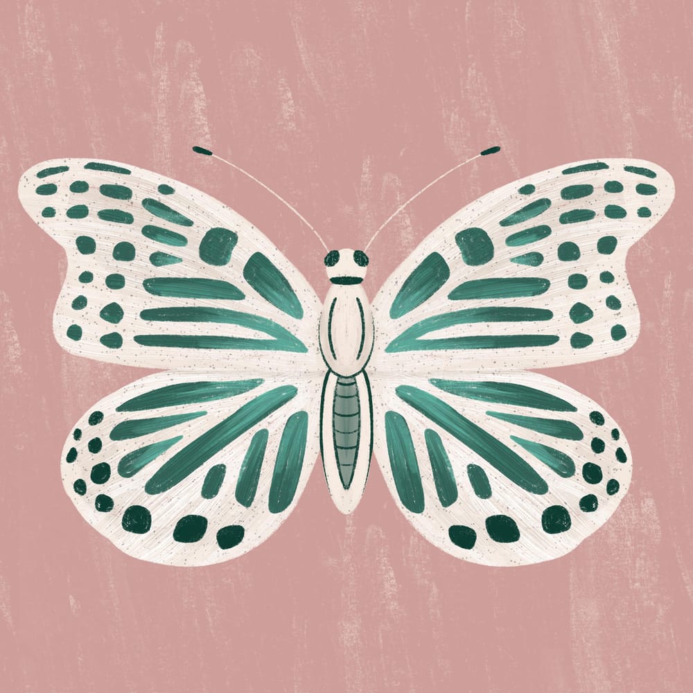 Insect Illustrations - image 3 - student project
