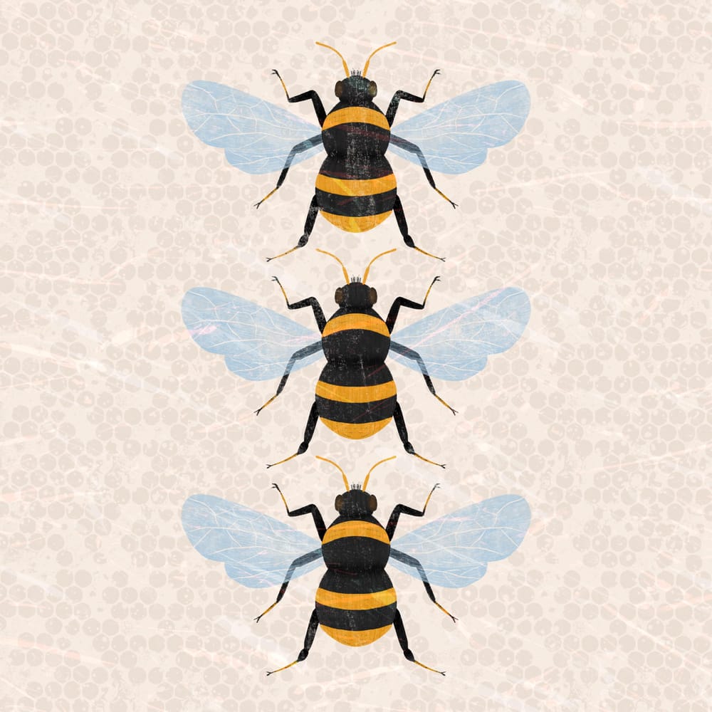 Insect Illustrations - image 8 - student project