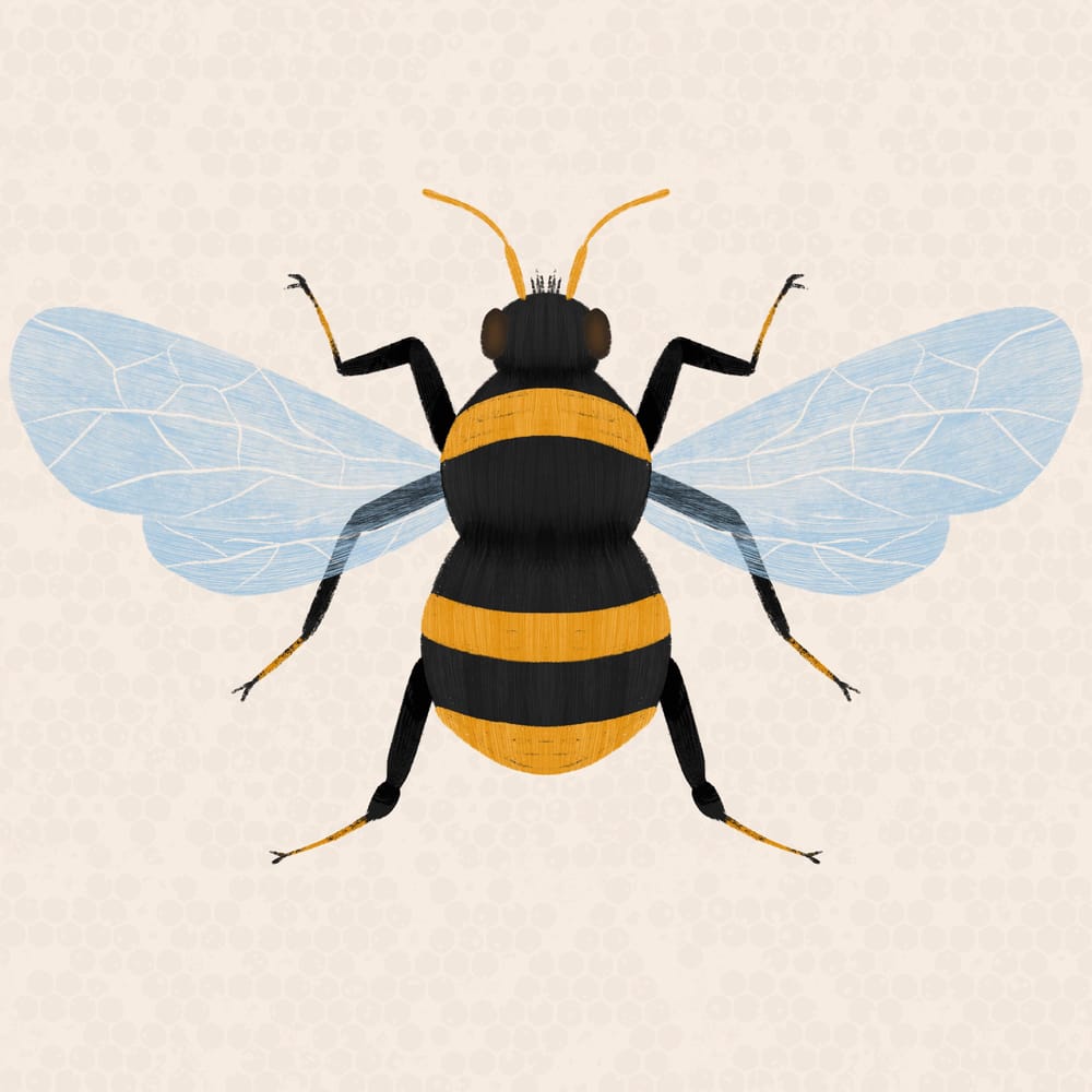 Insect Illustrations - image 6 - student project