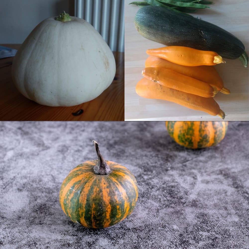 Watercolour gourds - image 7 - student project