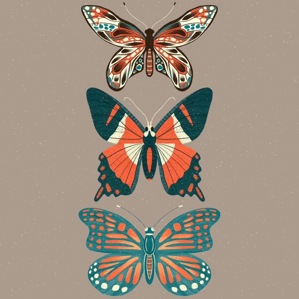 Insect Illustrations - image 4 - student project