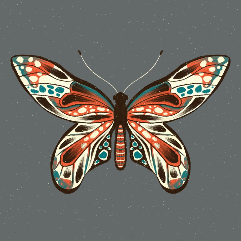 Insect Illustrations - image 1 - student project