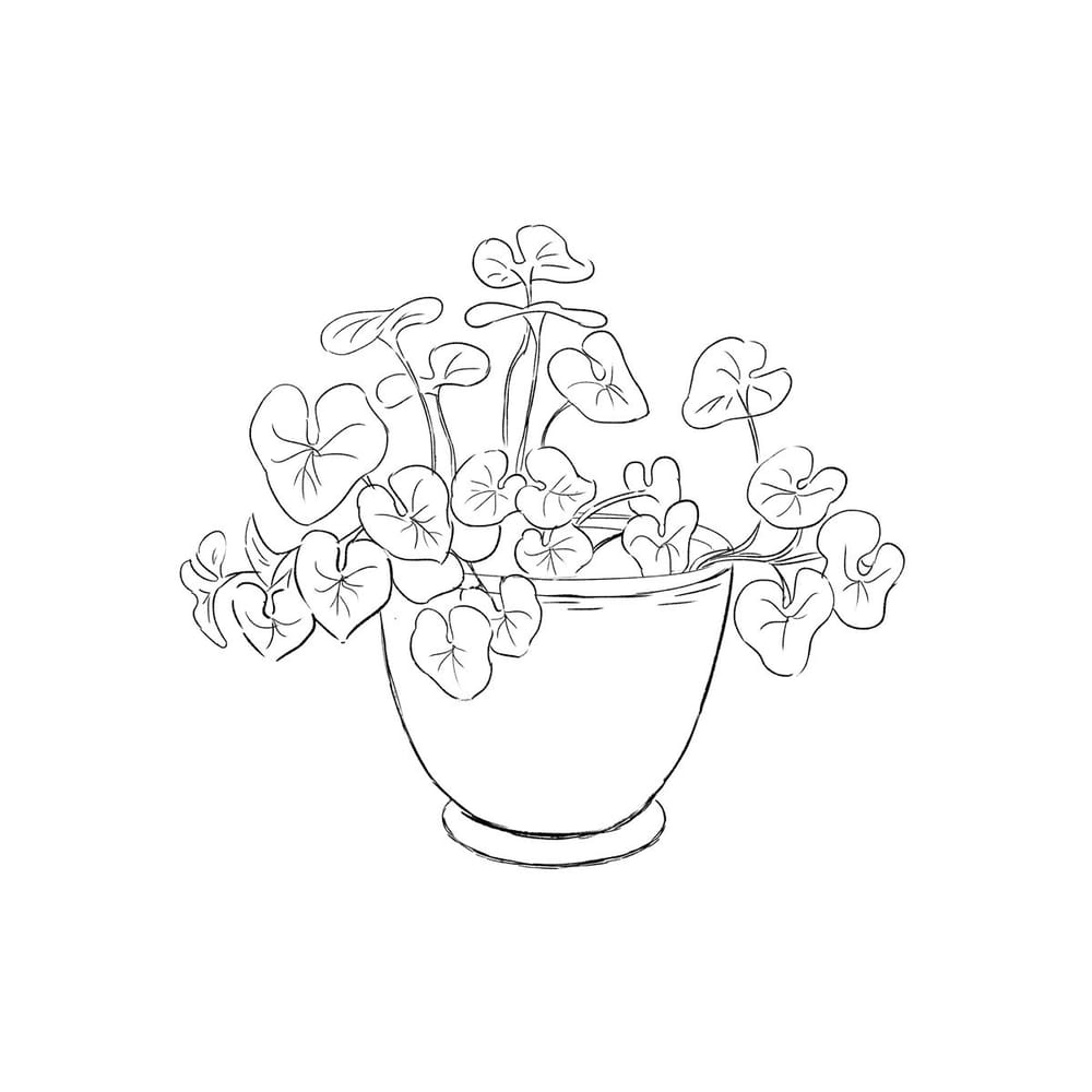 A Potted Plant - image 1 - student project