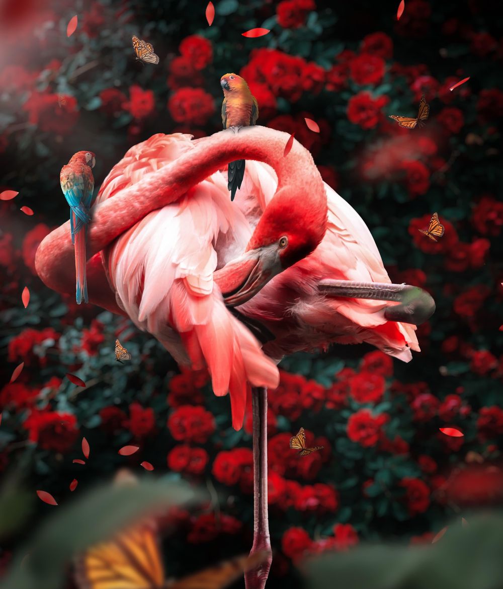Flamingo Mingo - image 1 - student project