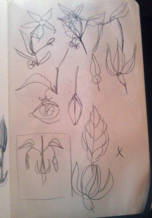 #1: Turtles or Poisonous Plants. - image 3 - student project