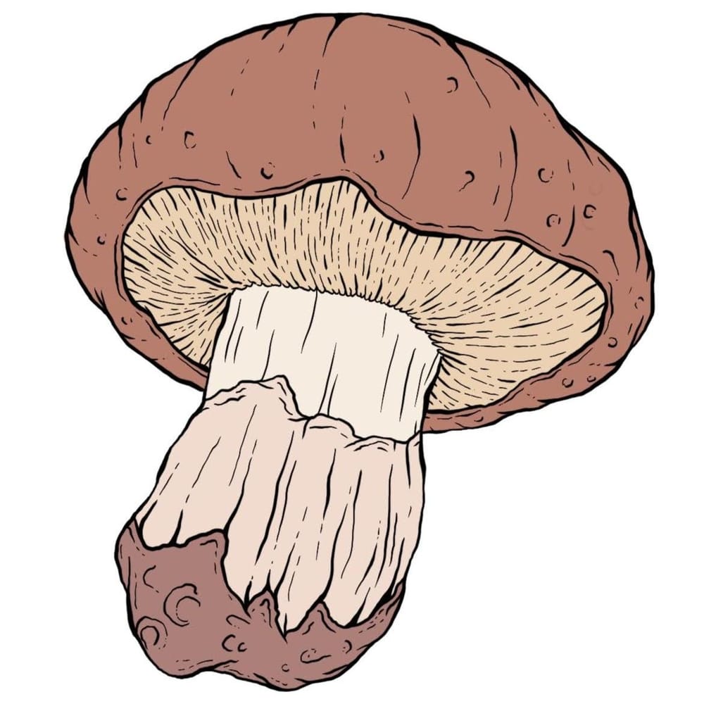 Procreate Inking and Shading Techniques - image 2 - student project