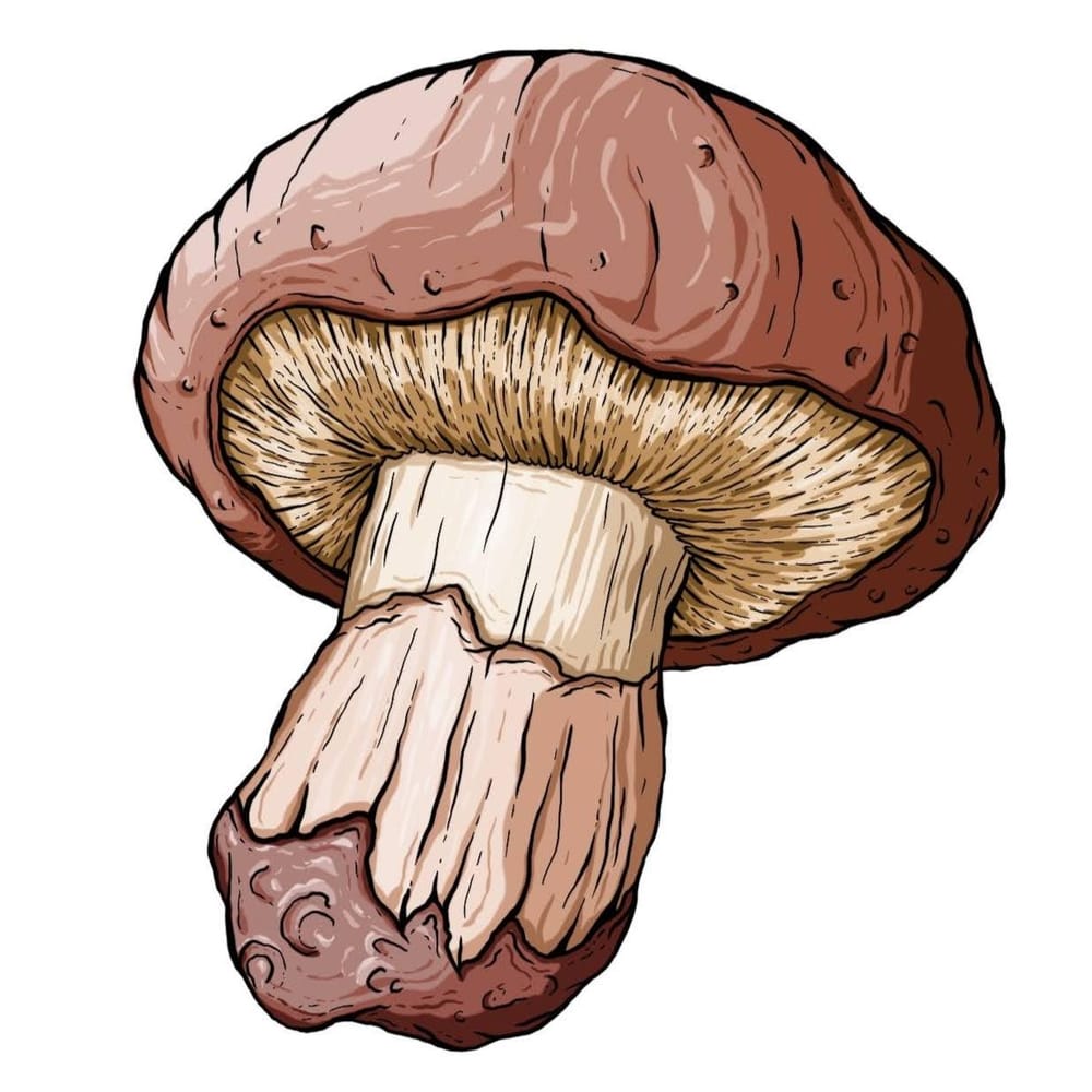 Procreate Inking and Shading Techniques - image 3 - student project