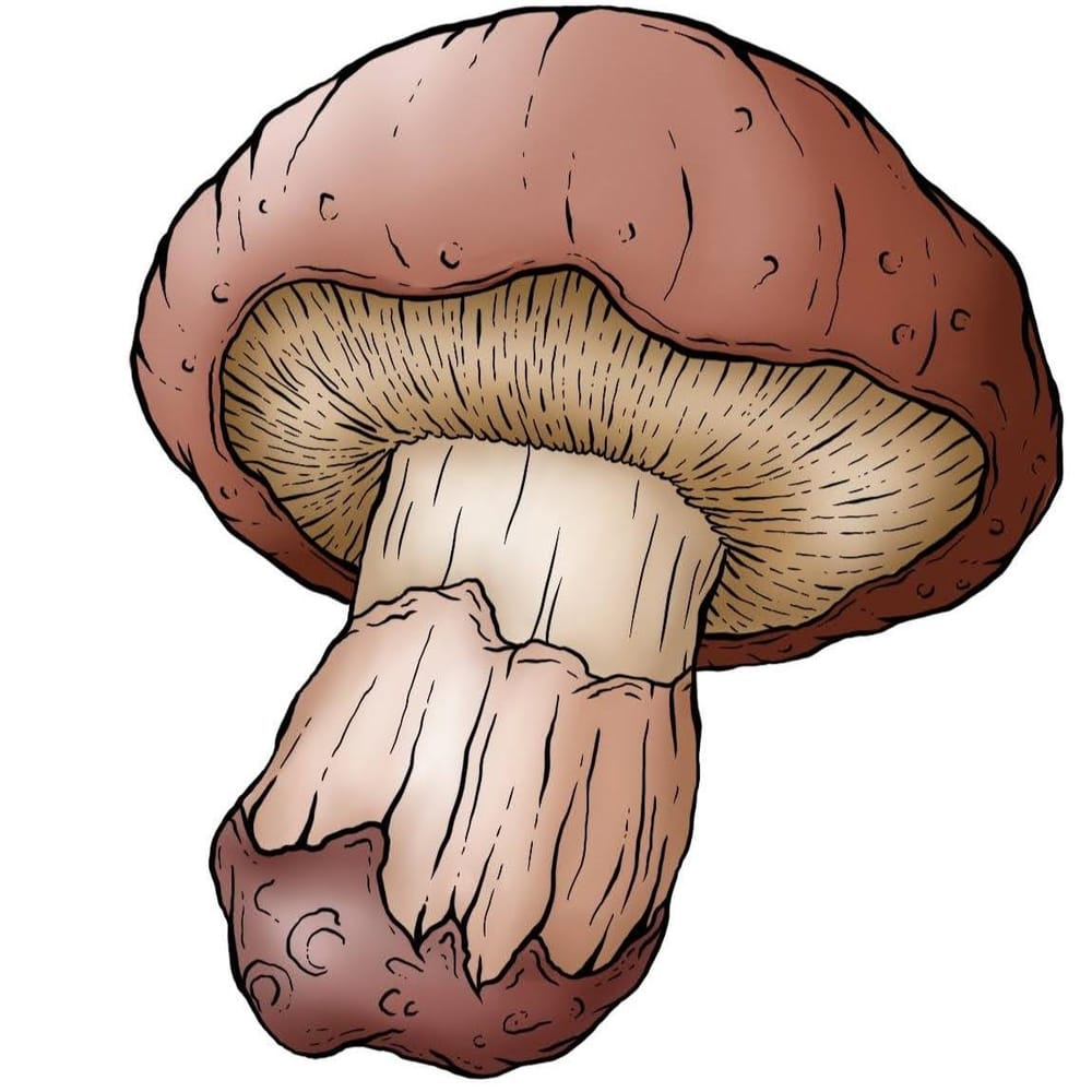 Procreate Inking and Shading Techniques - image 4 - student project