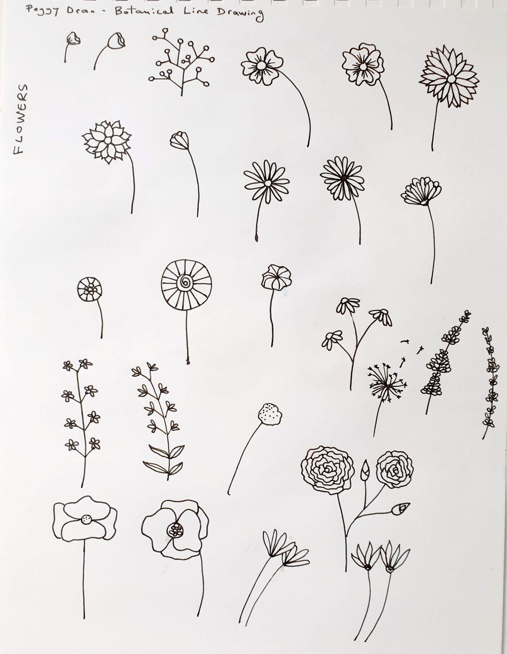 Botanical Line Drawing - image 1 - student project