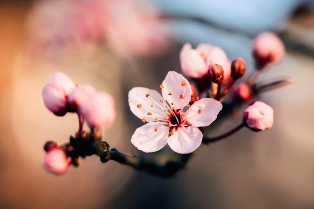 Cherry blossoms projects 1 & 2 - image 3 - student project