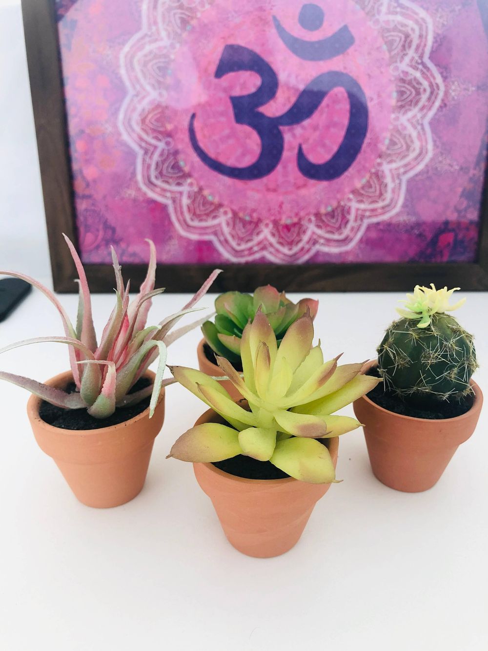 Mr Succulent - image 1 - student project