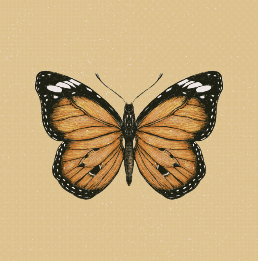 Busy bees + butterfly - image 2 - student project