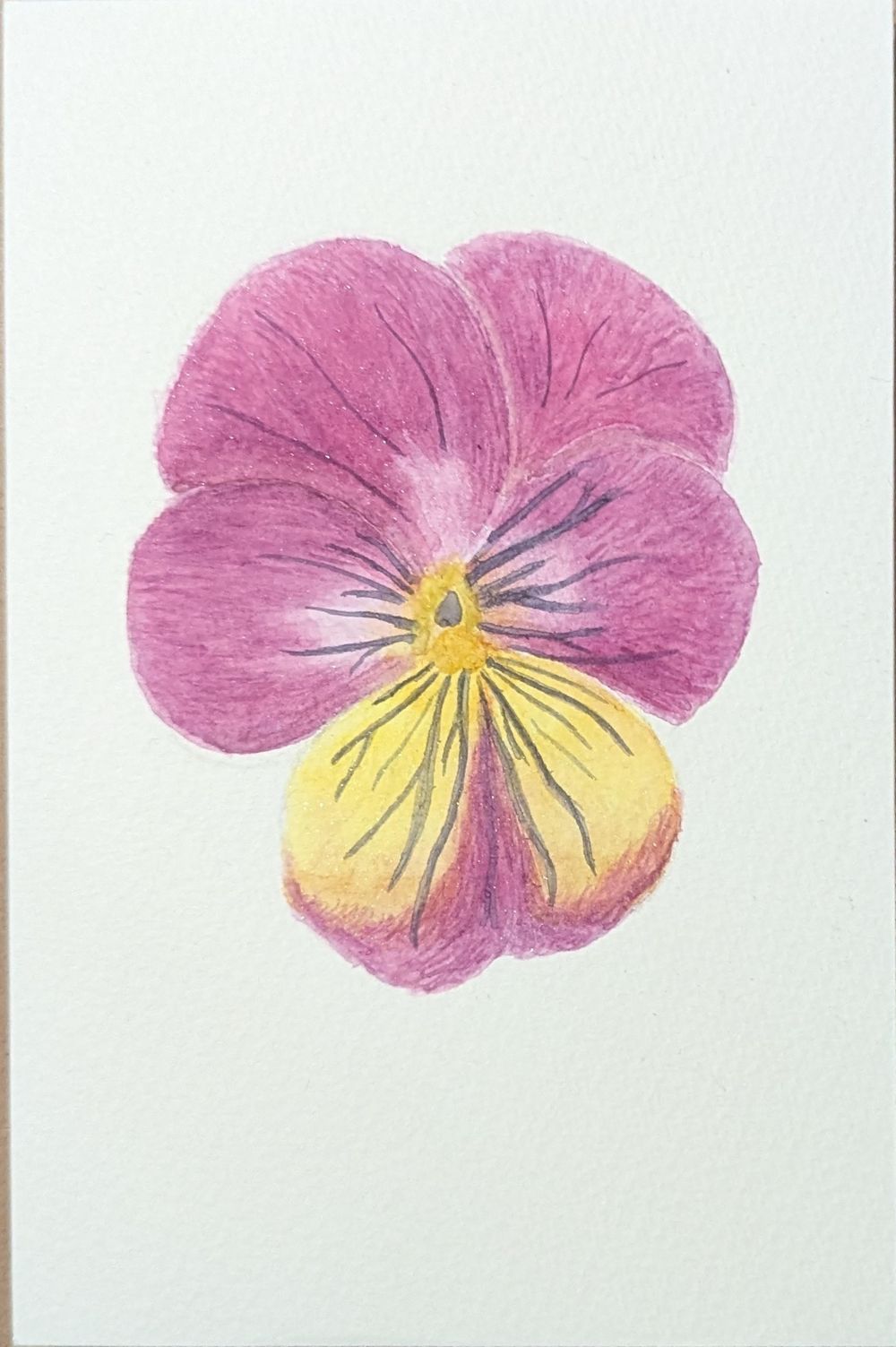 Viola Tricolour - image 1 - student project