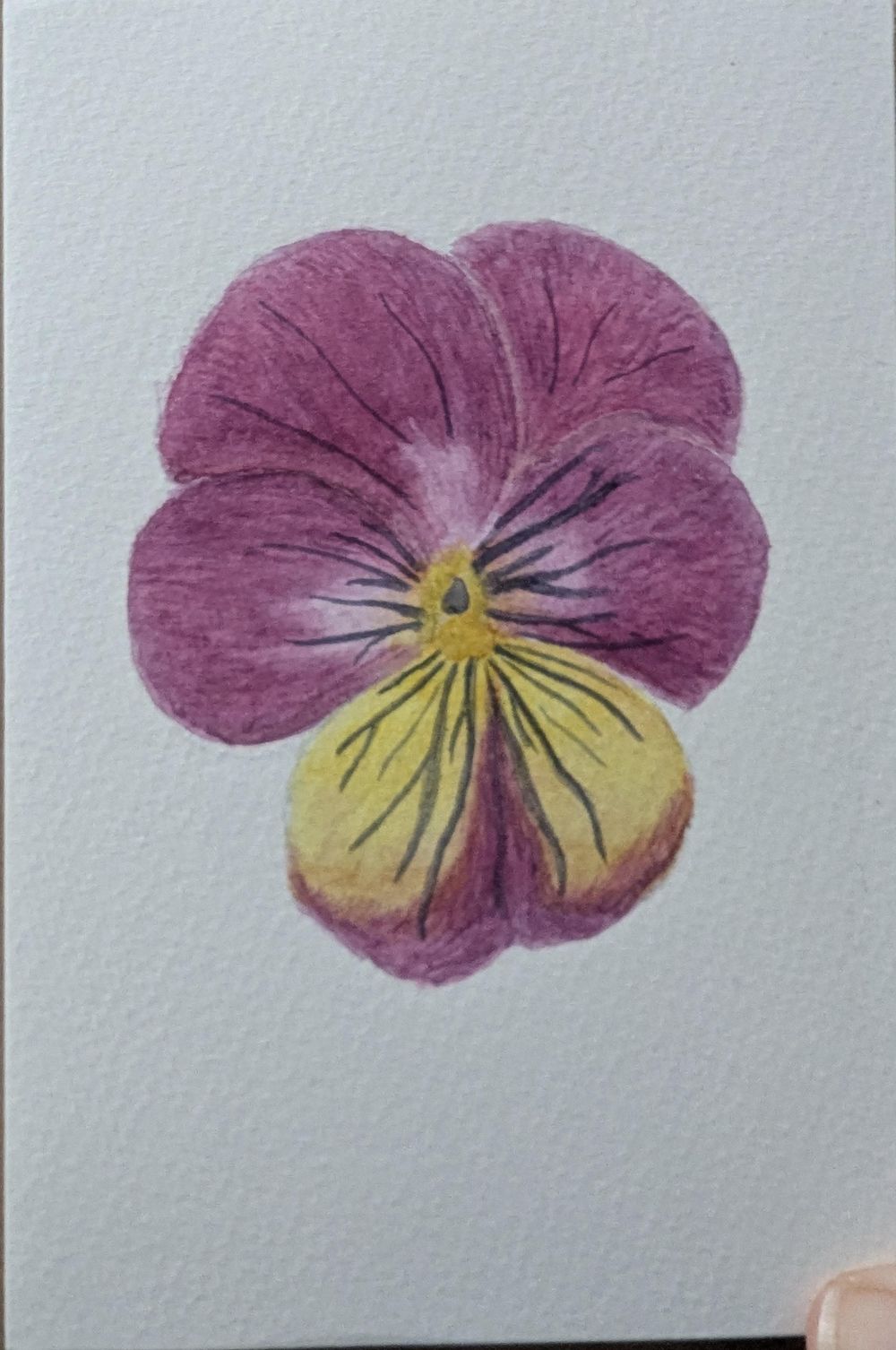 Viola Tricolour - image 2 - student project