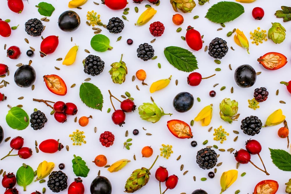 Autumn Foraging - image 1 - student project