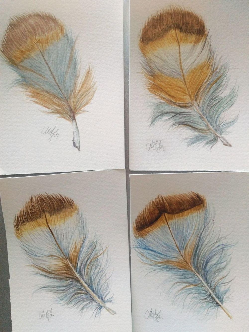 My Feathers Experiment - image 2 - student project