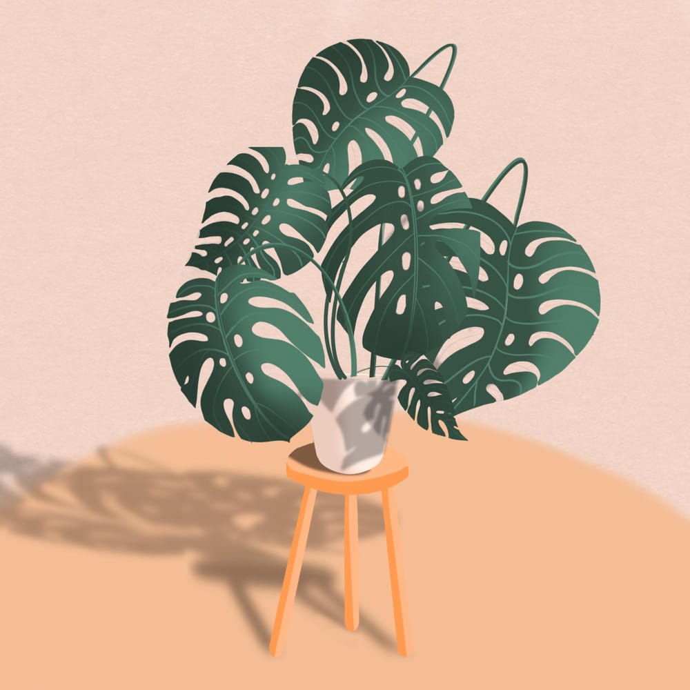 Monstera and Shed - image 1 - student project