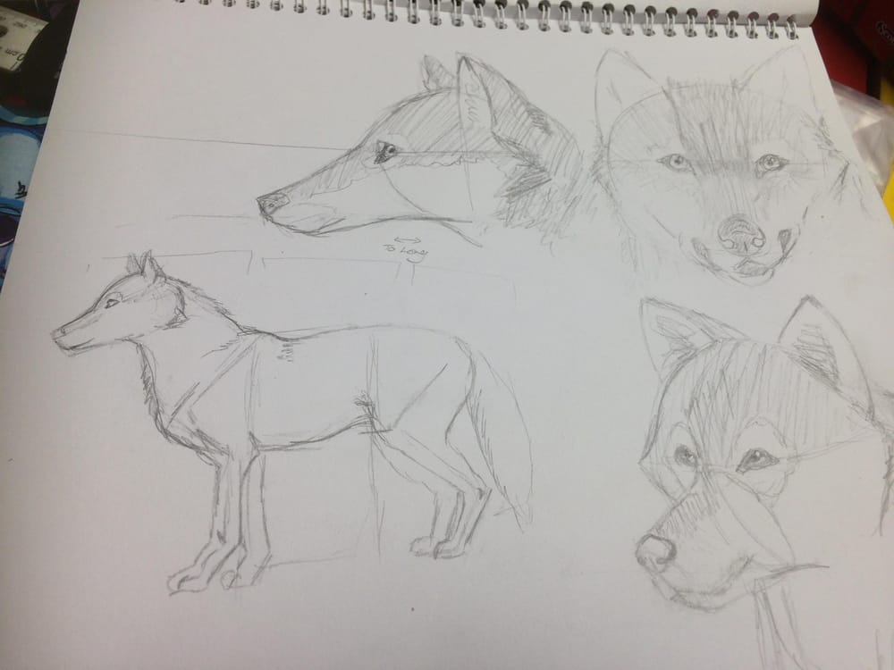Variety of Animal Drawings - image 1 - student project