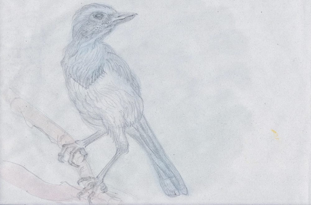 Basic Drawing Practice - image 1 - student project