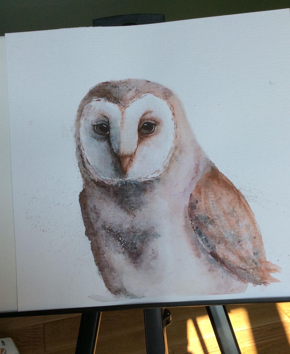 Barn Owl - image 1 - student project