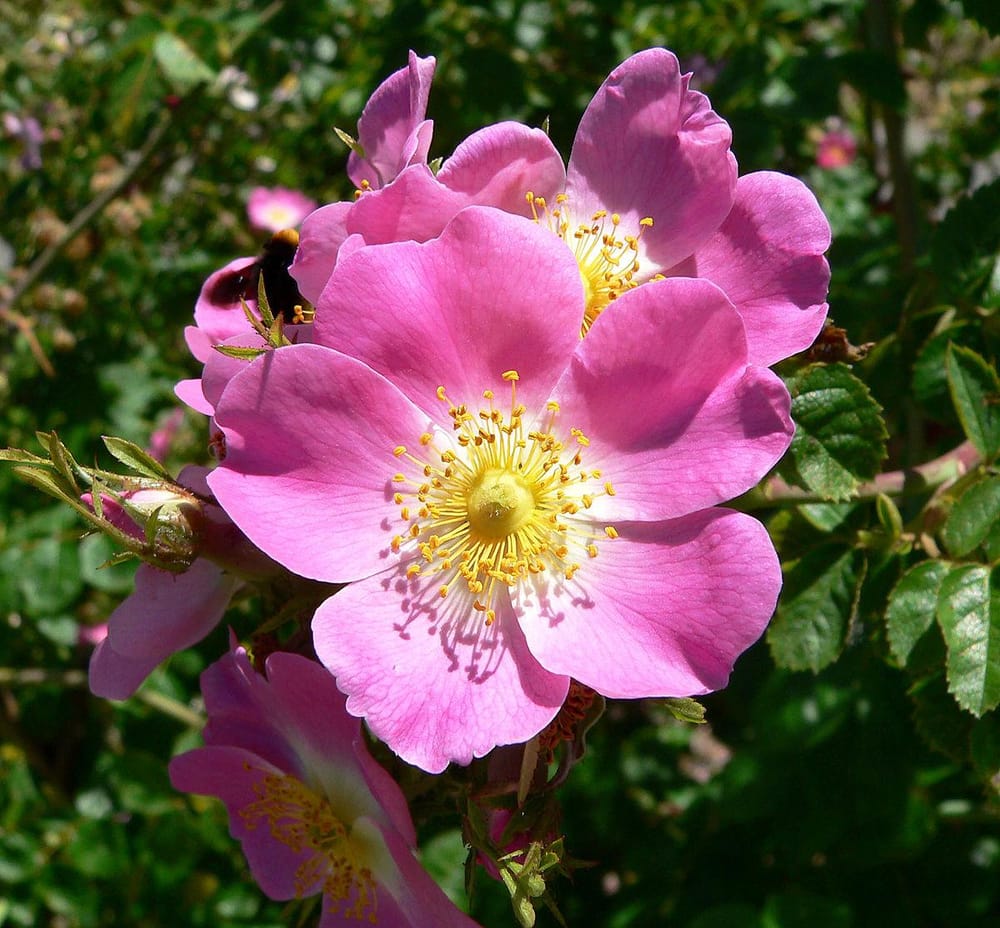 A Single Rose - image 1 - student project