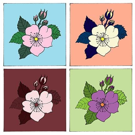 A Single Rose - image 6 - student project