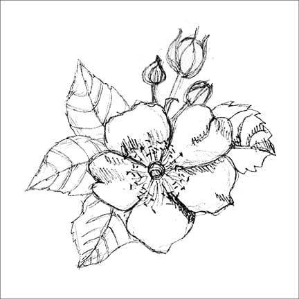 A Single Rose - image 3 - student project