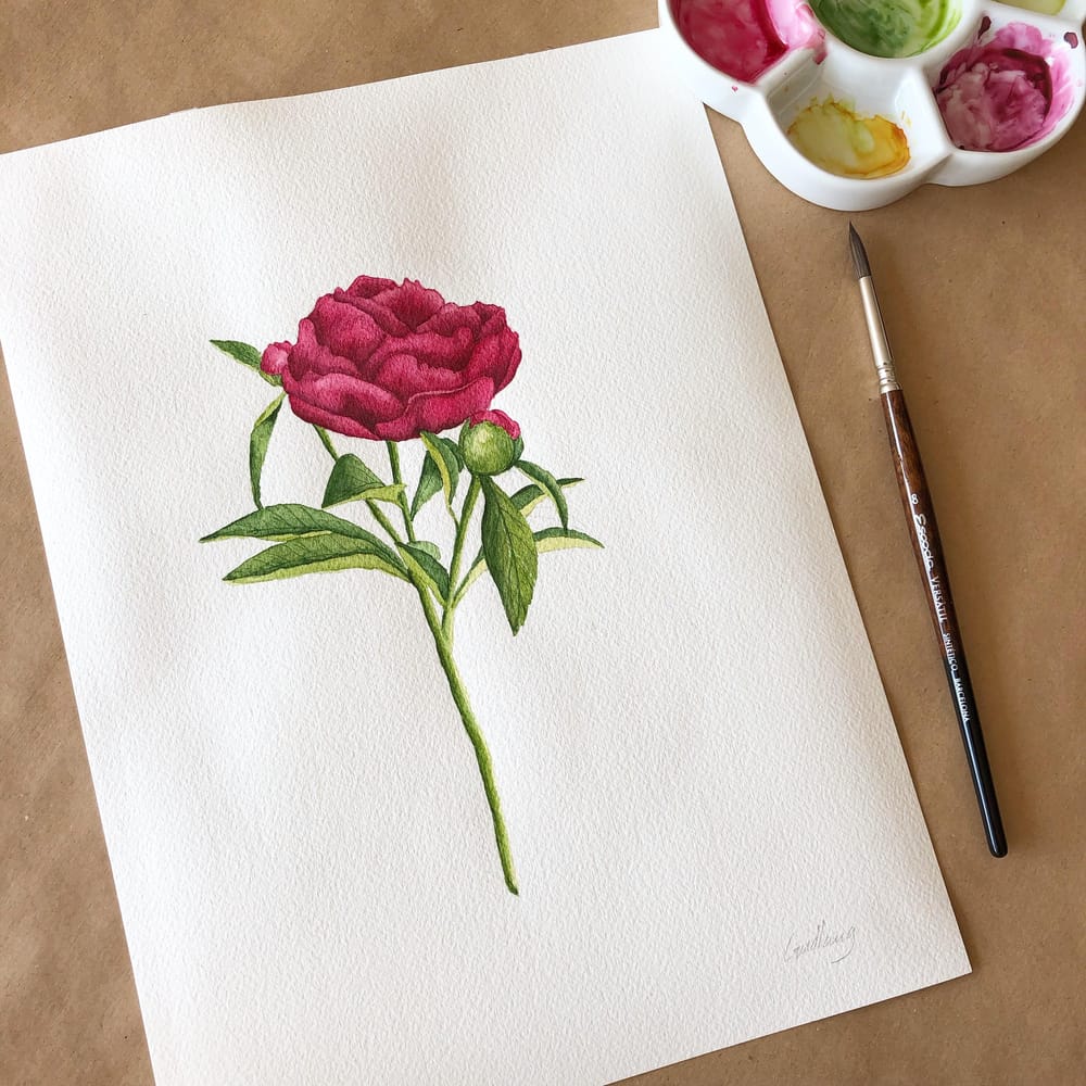Watercolor peony - image 1 - student project
