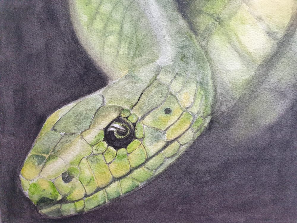 Animals - image 4 - student project