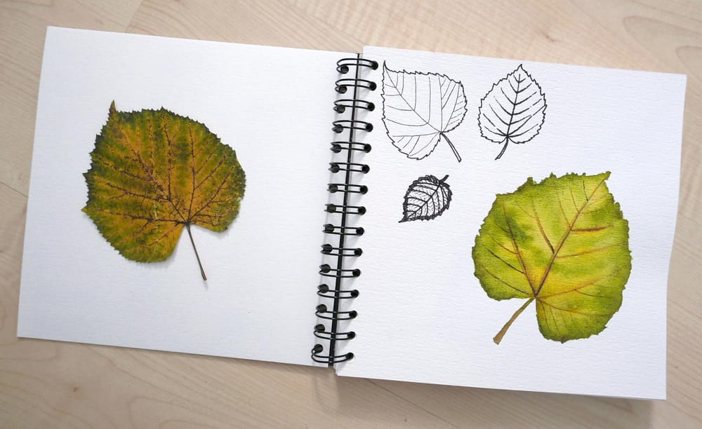 my first botanical sketchbook - image 3 - student project