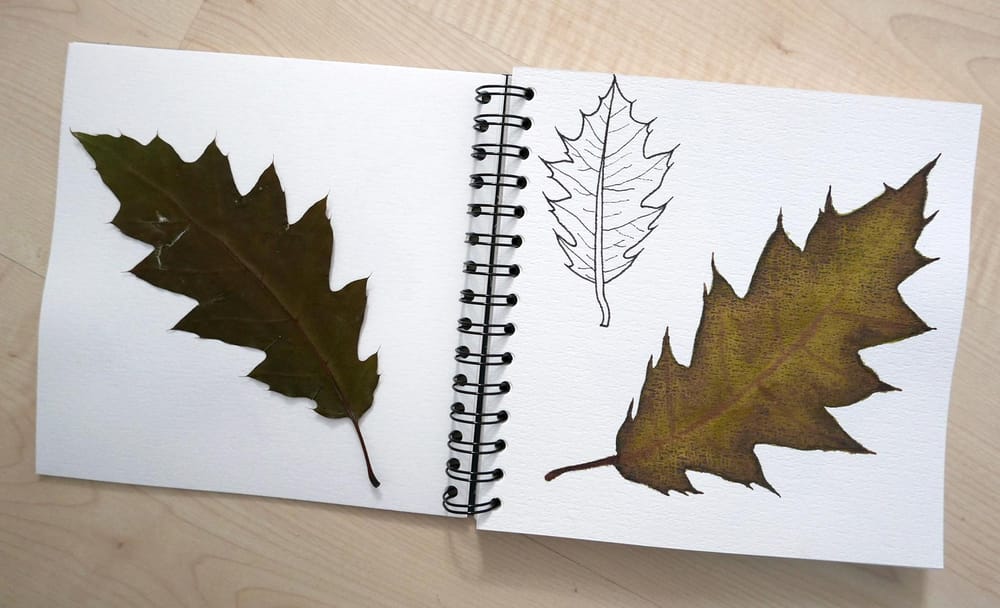 my first botanical sketchbook - image 4 - student project