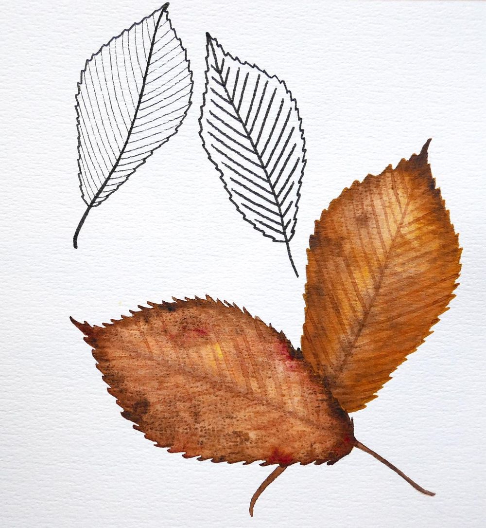 my first botanical sketchbook - image 7 - student project