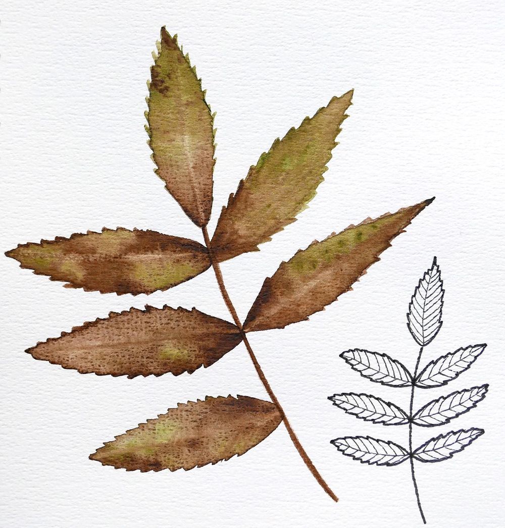 my first botanical sketchbook - image 6 - student project
